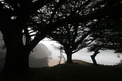 beach cedars