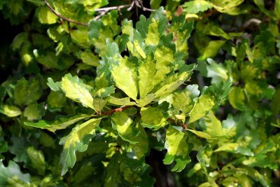 oak leaf bouquet