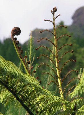 tree fern top