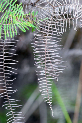 dry and fresh ferns