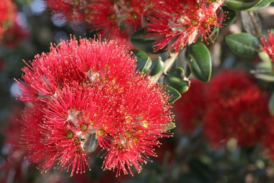 pahutakawa blossoms