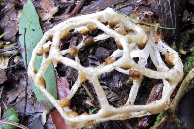 ileodycton cibarium - basket fungus