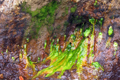 painter's slime oozing out of the cliff