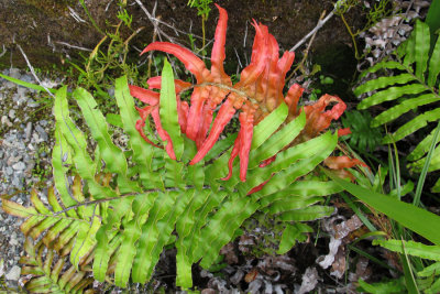 Red fern