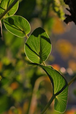 backlit leaves 2