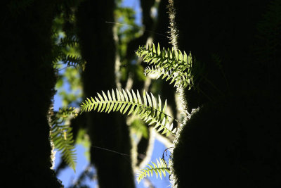 backlit fern
