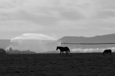 horse silhouette