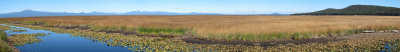 Marsh Panorama