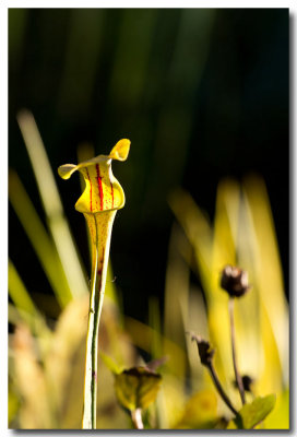 Pitcher plant