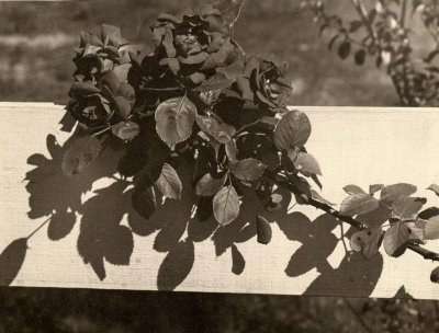 scan0001.jpg