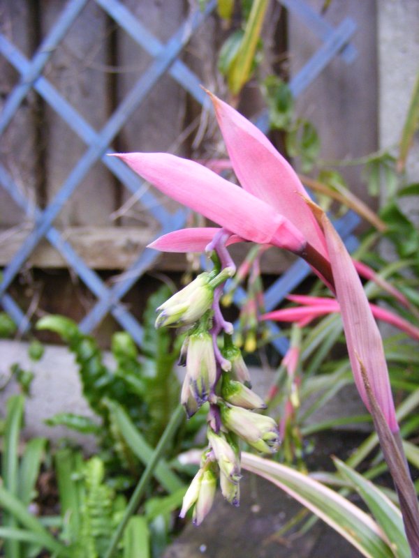 Billbergia nutans variegata