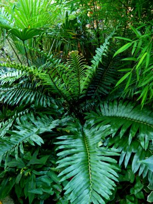Blechnum Tabulare