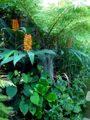 Cyathea Australis and hedychium
