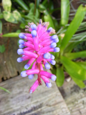 Aechmea gamosepala