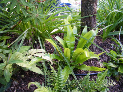 Asplenium Scolopendrium looks so exotic like Birds Nest fern.