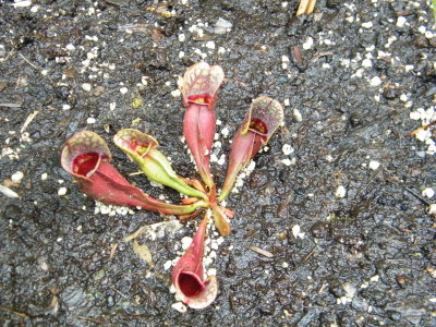 Sarracenia Purpurea ssp purpurea