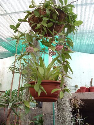 2010 Hoya & Canistropsis billbergoides Persimmon