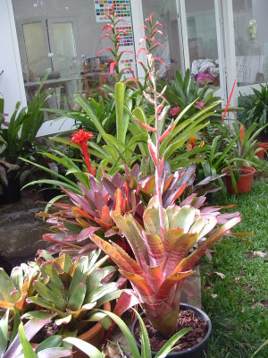 2010 Bromeliad group