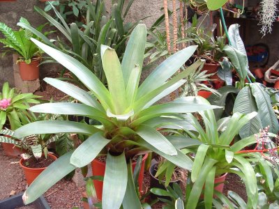 Alcantarea imperialis