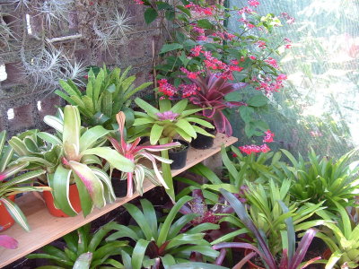 Bromeliad bench