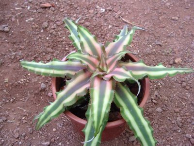 Cryptanthus