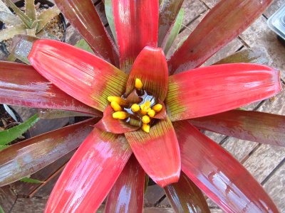 Guzmania sanguinea