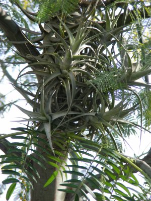 Tillandsia aeranthos