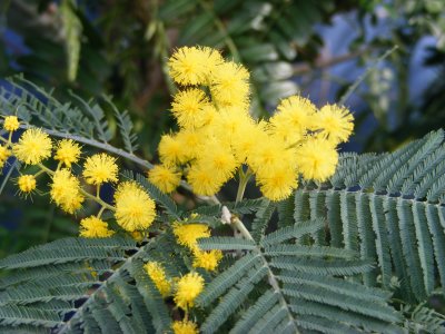 Acacia dealbata