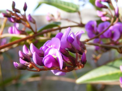 Hardenbergia violacea