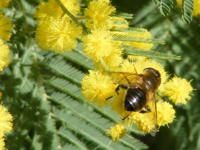 A bee enjoying acacia nectar in February