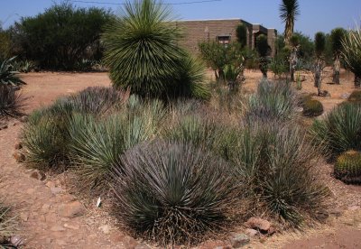 Agave stricta and Yucca queretaroensis