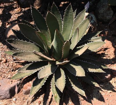 Agave titanota