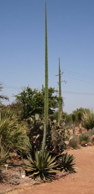 Agave titanota flowering