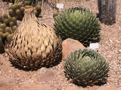 Agave victoriae-reginae, alive and dead