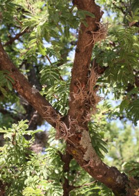 Acacia schaffneri with Lichen and Tillandsia
