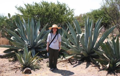 Agave americana with Mei-Yeung