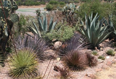 Agave americana and Opuntias