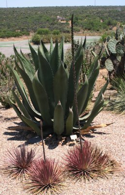 Agave salmiana and Agave stricta