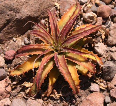 Hechtia