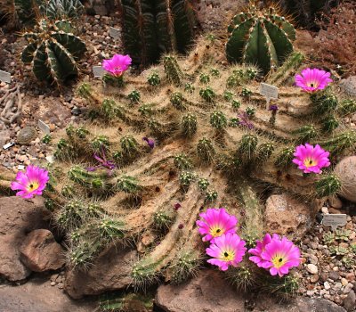 Echinocereus cinerescens