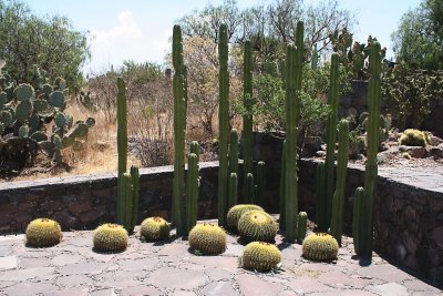 Echinocactus grusonii and columnar Cacti