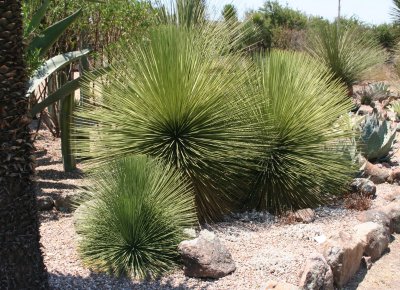 Yucca queretaroensis