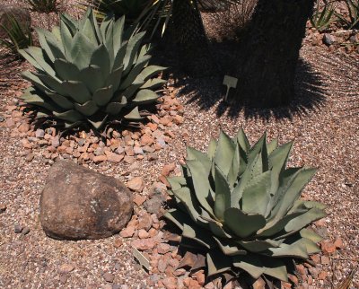 Agave parryi