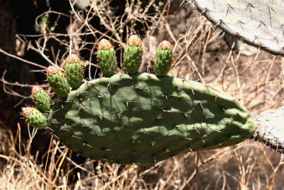 An Opuntia waving goodbye