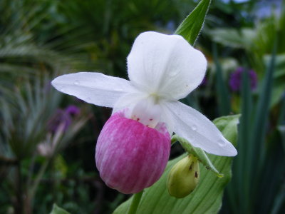 Cypripedium reginae