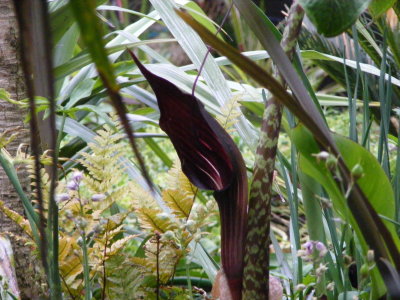 Arisaema speciosum