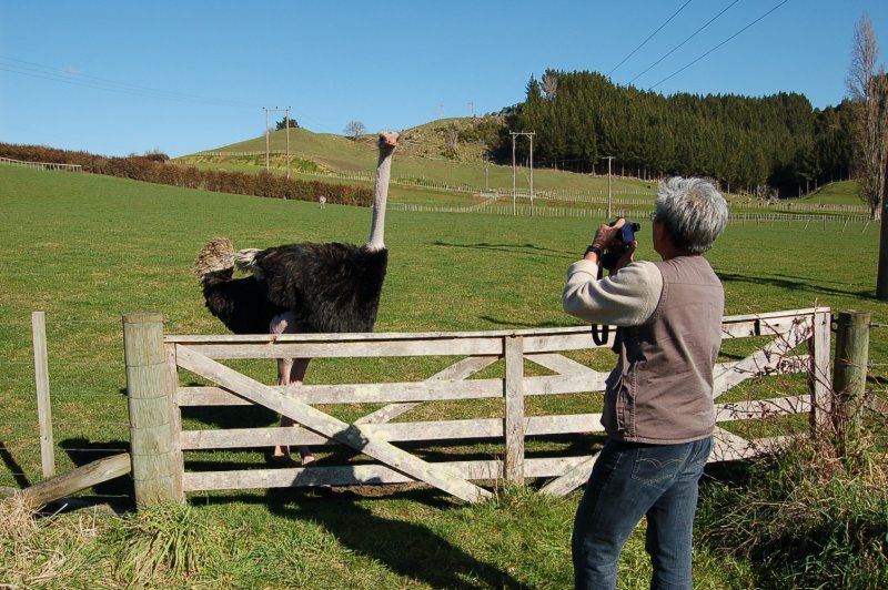 South African Ostrich