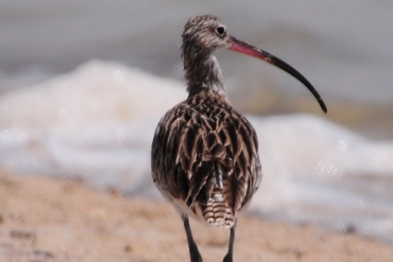 Curlew - strolling the beach