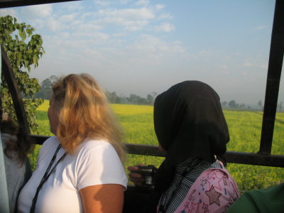 crossing paddy field