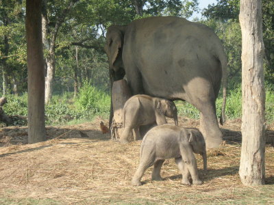 elephants in NP